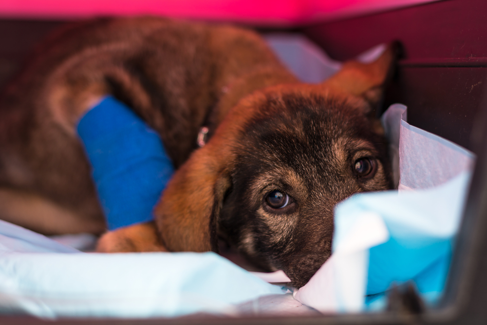 Parvo in Dogs: Our Vet Explains Causes, Signs & Treatment