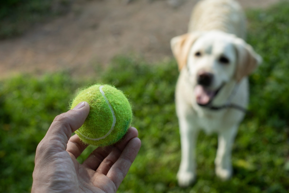 Why Do Dogs Like Tennis Balls So Much? 5 Vet-Reviewed Reasons & FAQ