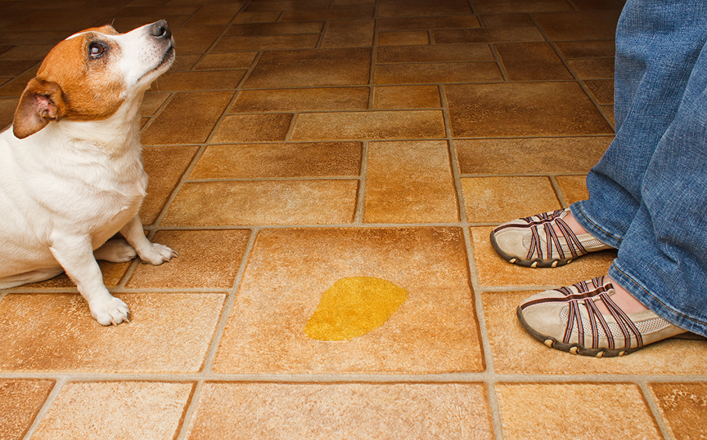 How to Stop a Dog From Marking in the House in 5 Simple Steps