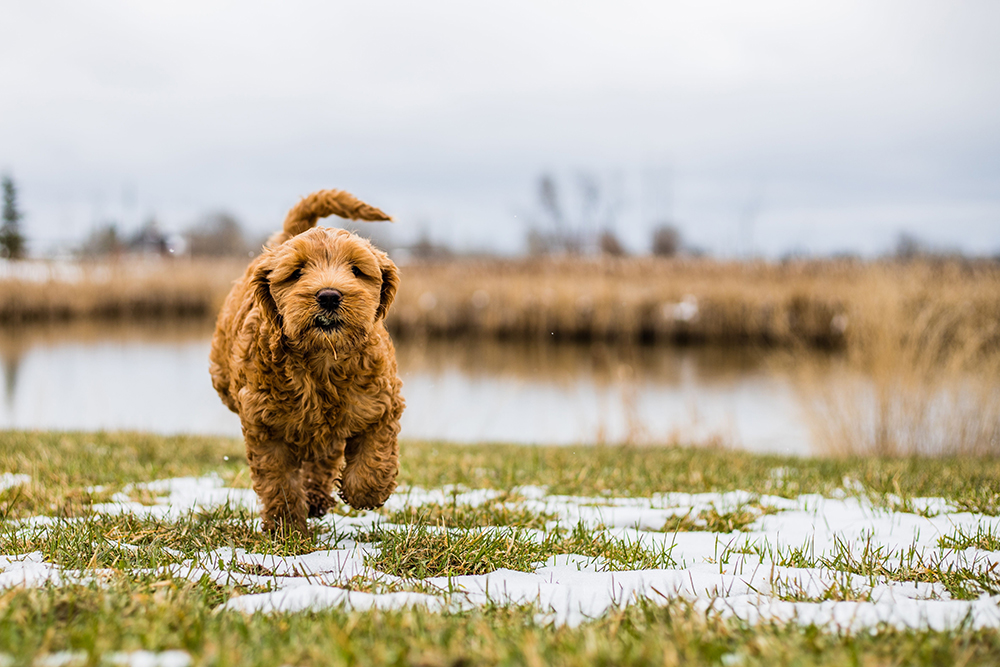 red Aussiedoodle puppy running