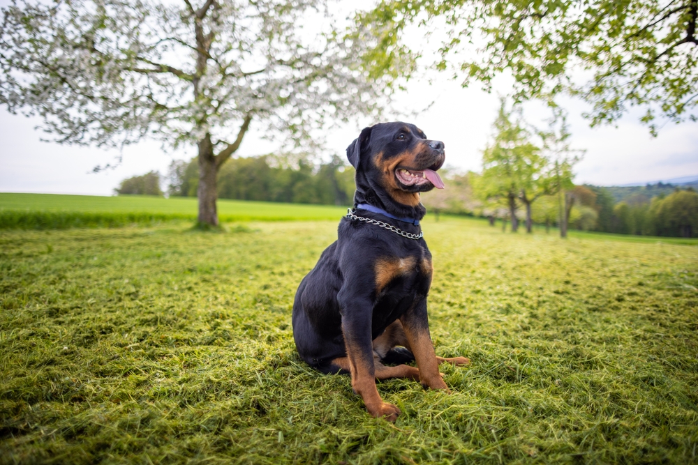 rottweiler sitting on grass outdoors