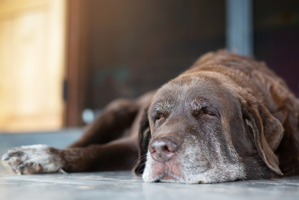 Do Dogs Understand If Another Dog Is Dying? Behavior Explanation & Vet-Reviewed Facts