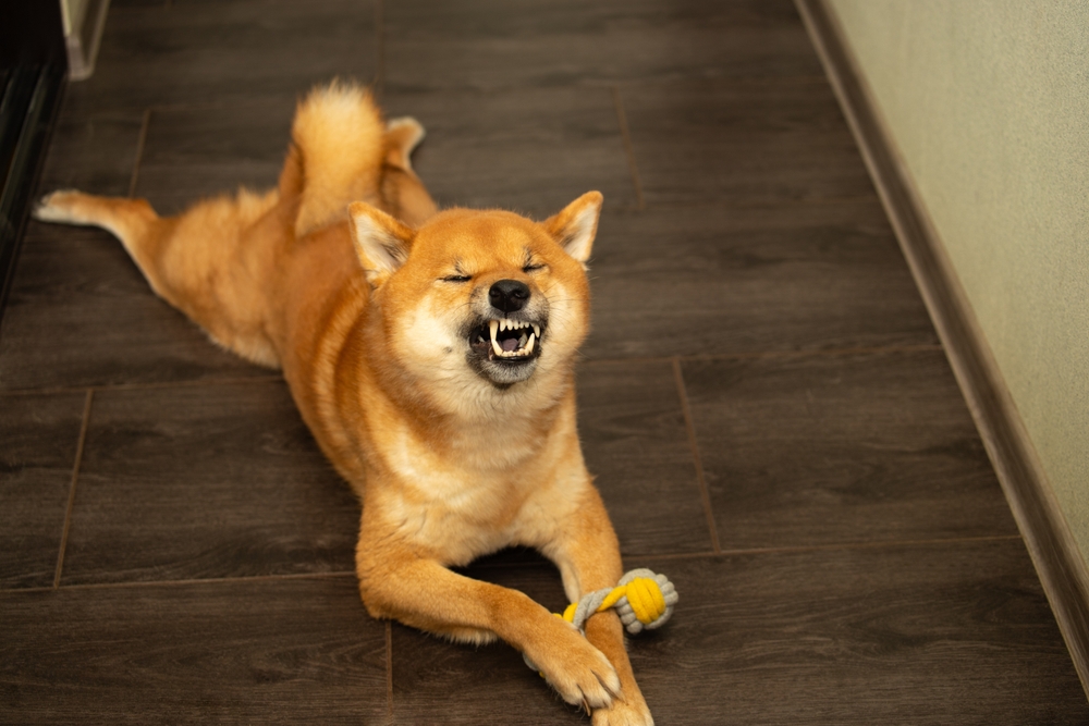 shiba inu dog sneezes