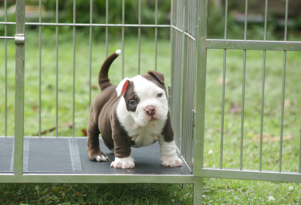 Why Are Responsible Pit Bull Breeders Hard to Find? Reasons Explained