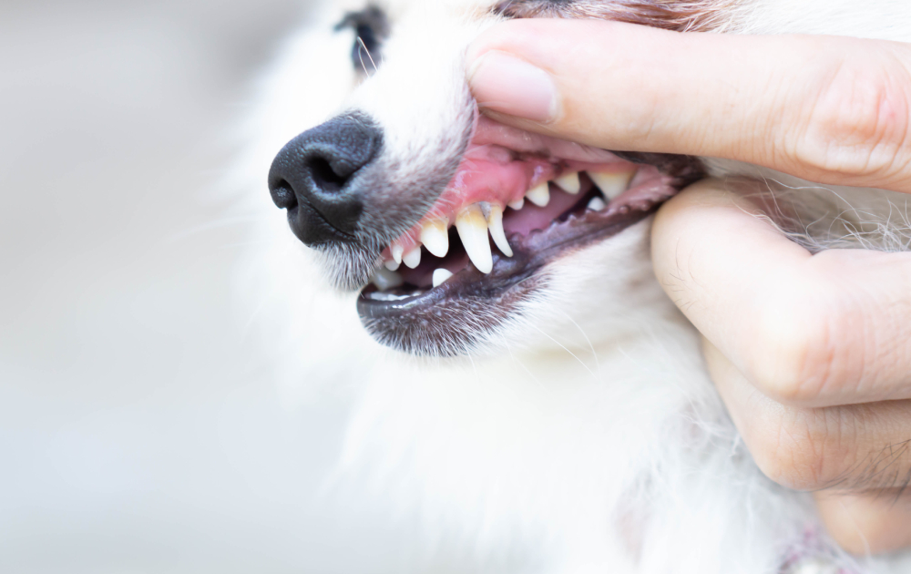 Dog Tooth Abscess: Our Vet Explains the Causes, Signs & Treatment