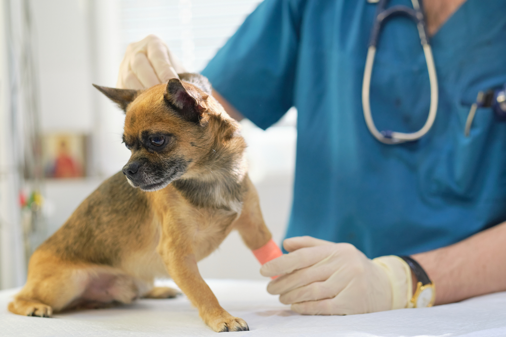 Hormonal Imbalance in Dogs: 9 Vet-Explained Signs & How to Treat It
