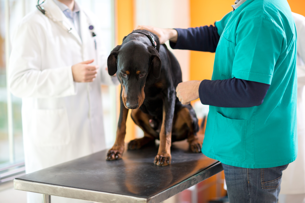 How to Help a Dog Pass a Foreign Object: Our Vet Explains What to Do