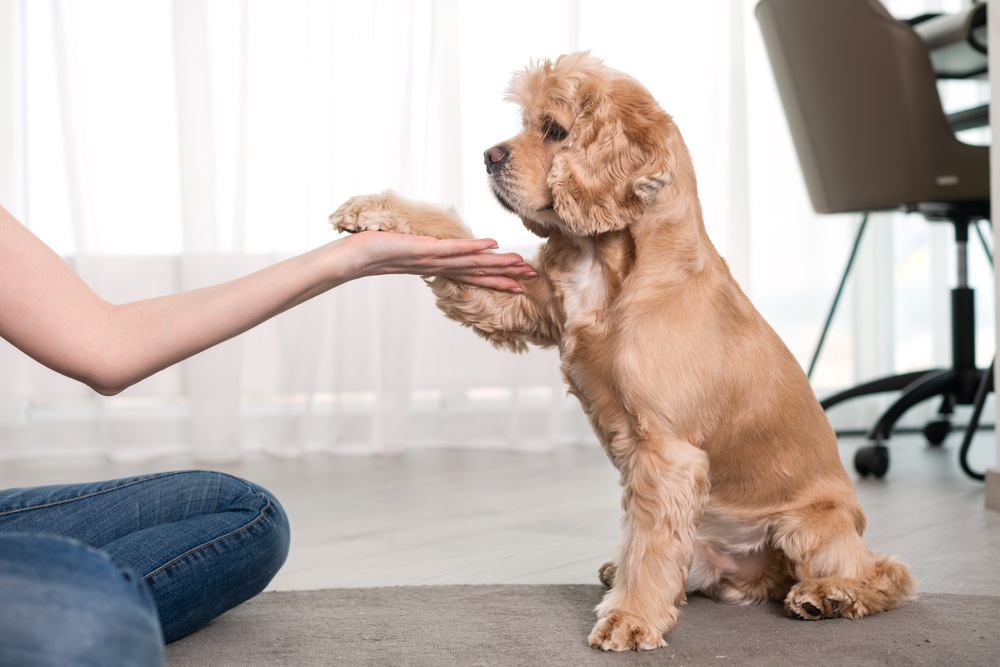 Dog Training in the City: Challenges & How to Overcome It (Vet Approved)