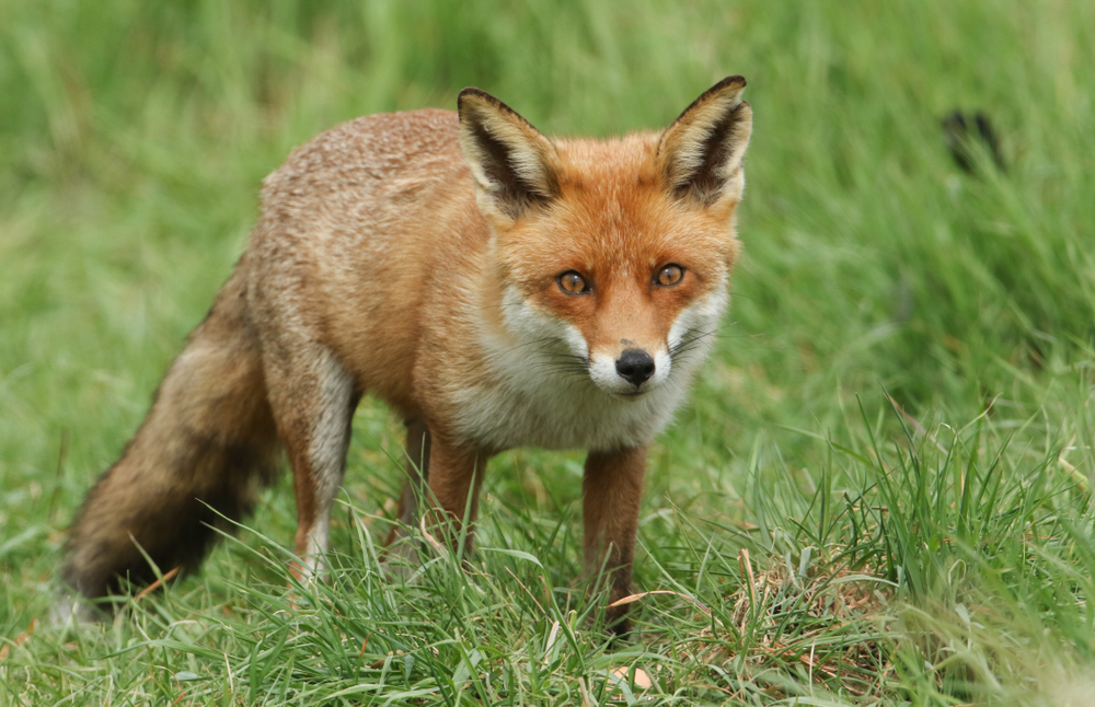 Is a Fox a Cat or a Dog? Vet-Verified Facts & Info