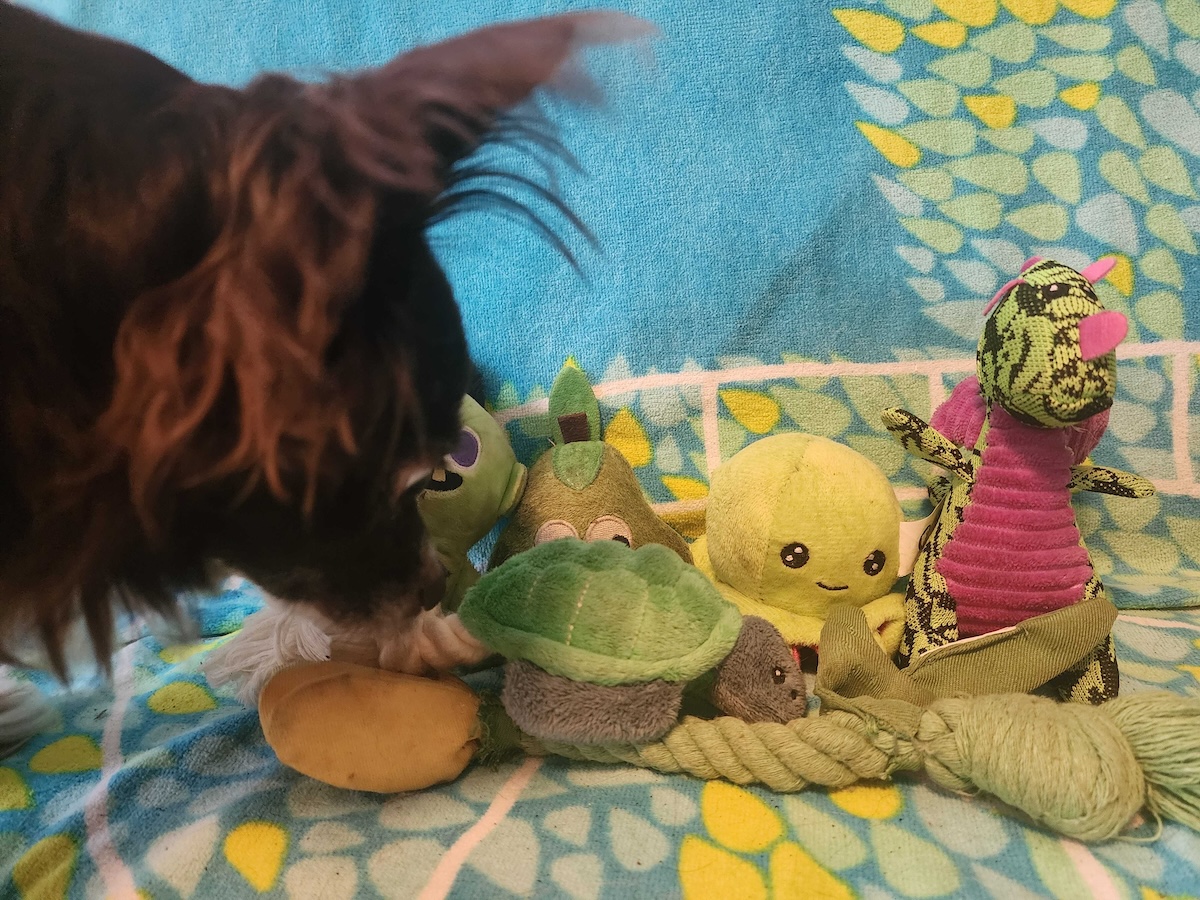 Penny’s Favorite Things: All the Things My Dog Loves