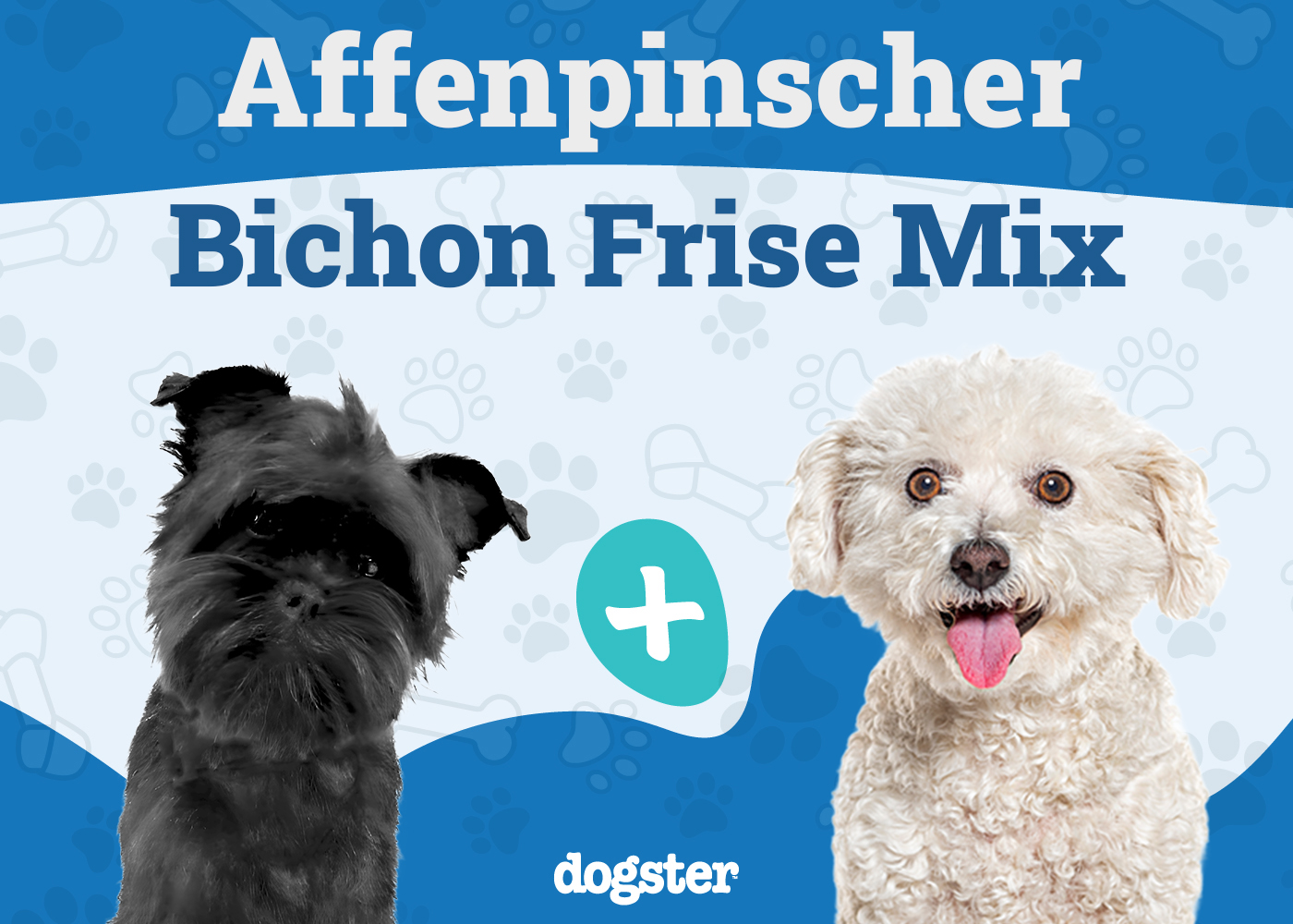 Affenchon Dog Breed: Info, Pictures, Care Guide & More