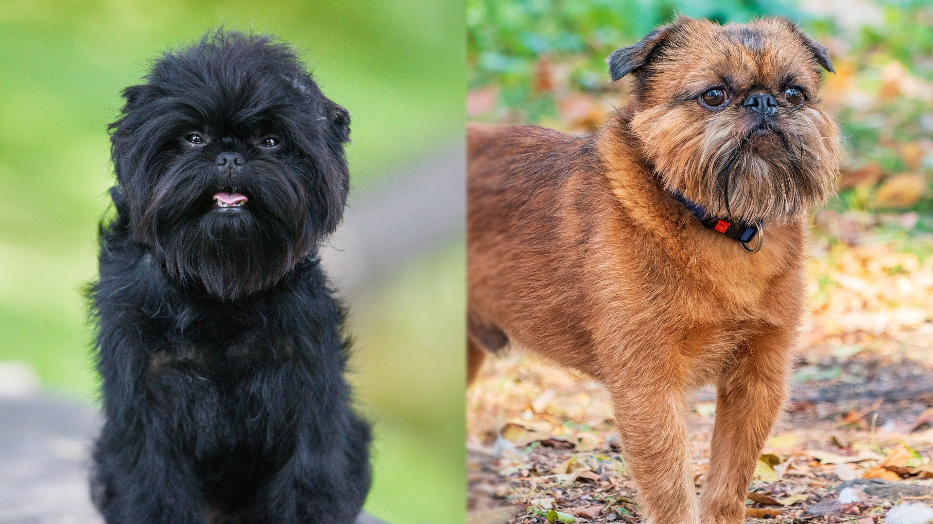 Affengriffon Dog Breed: Info, Pictures, Care & More