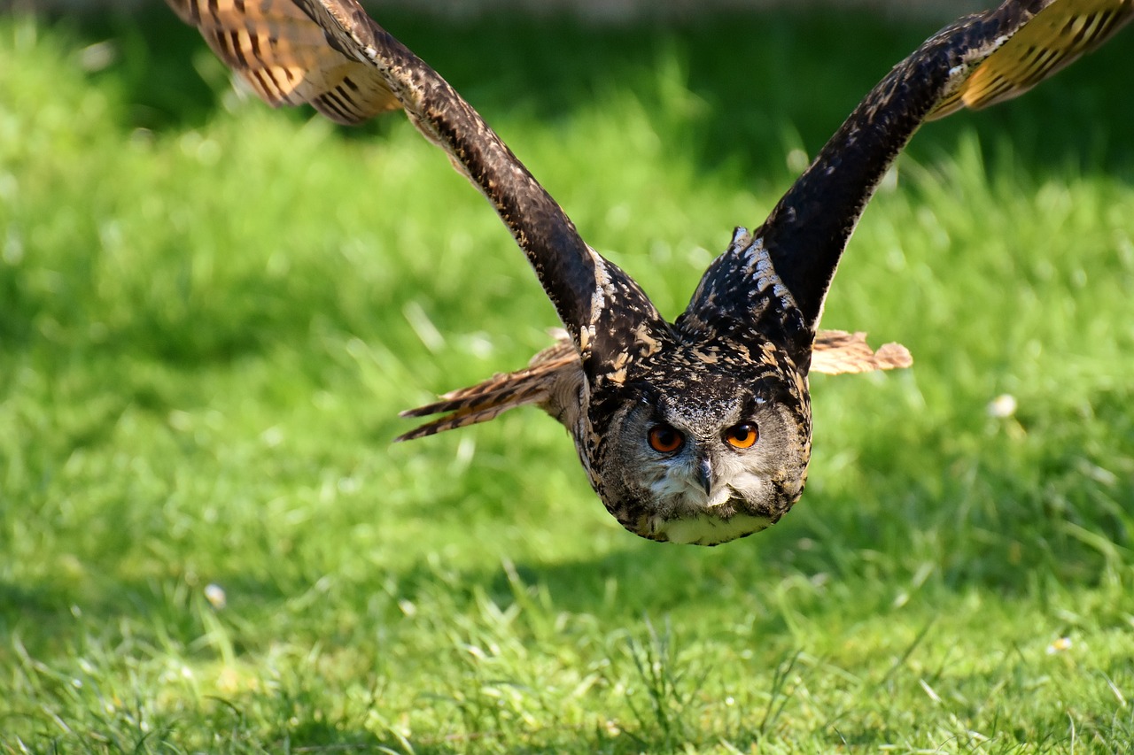 Do Owls Attack Dogs? Vet-Approved Tips to Protect Your Pup