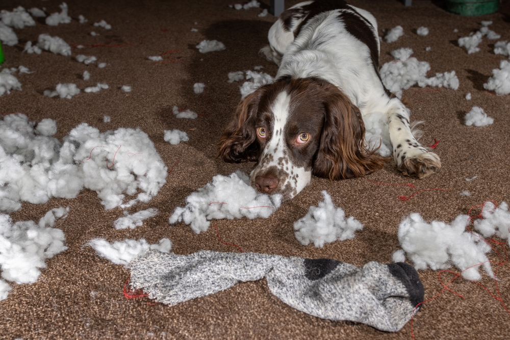 10 Vet-Verified Ways to Stop Dog Boredom Before It Destroys Your House