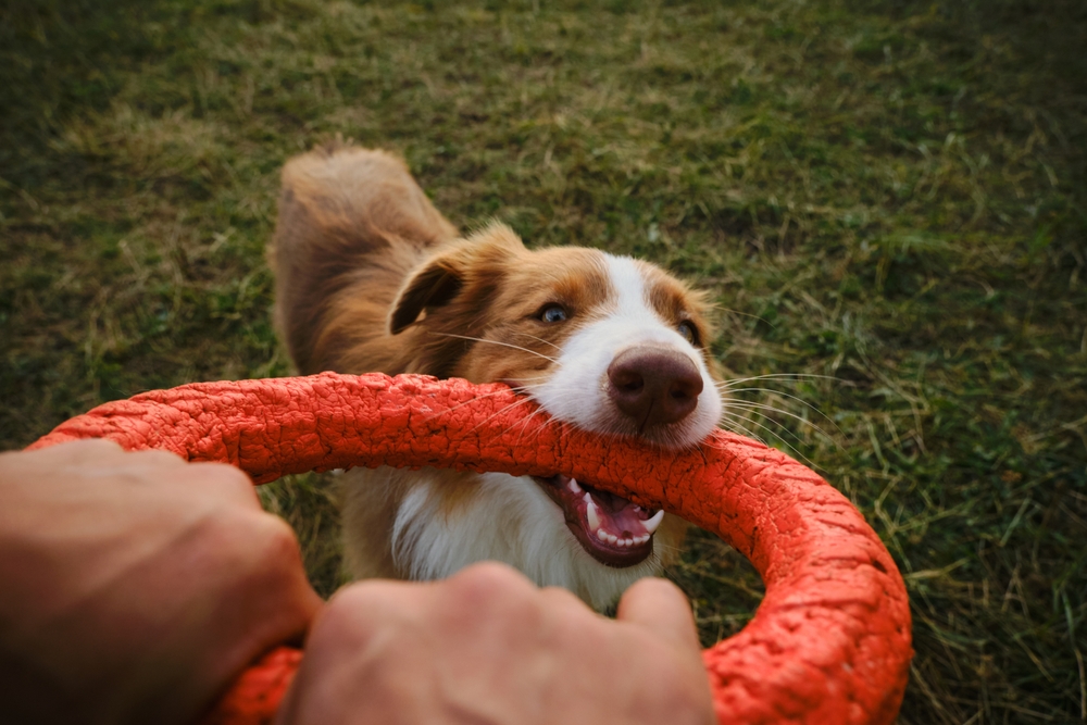 Brown Australian Shepherd dog plays rubber ring tug-of-war with man in summer park