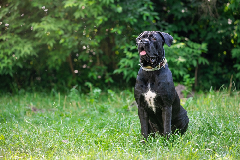 Cane Corso Dog sitting on green grass