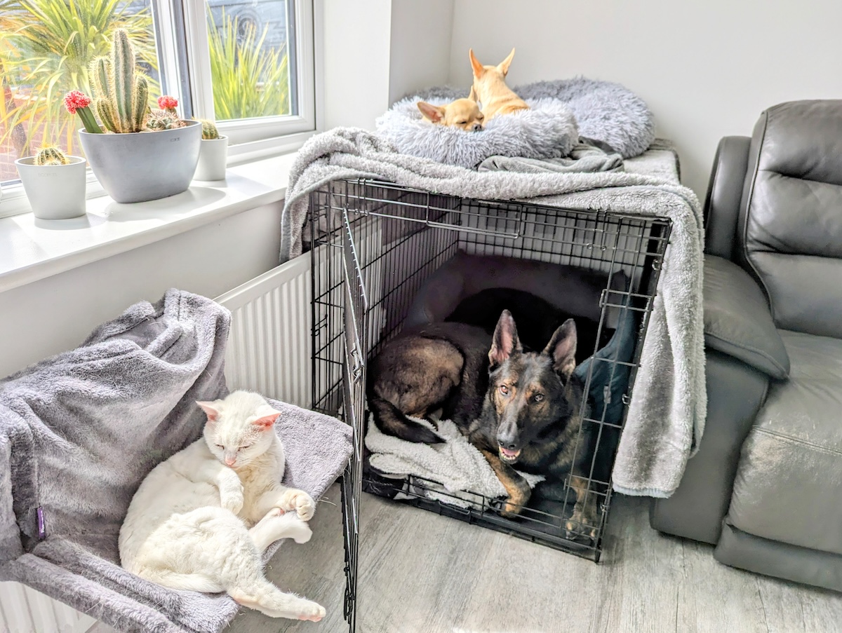 Crates Are Great: 7 Reasons Dr. Karyn Loves Them