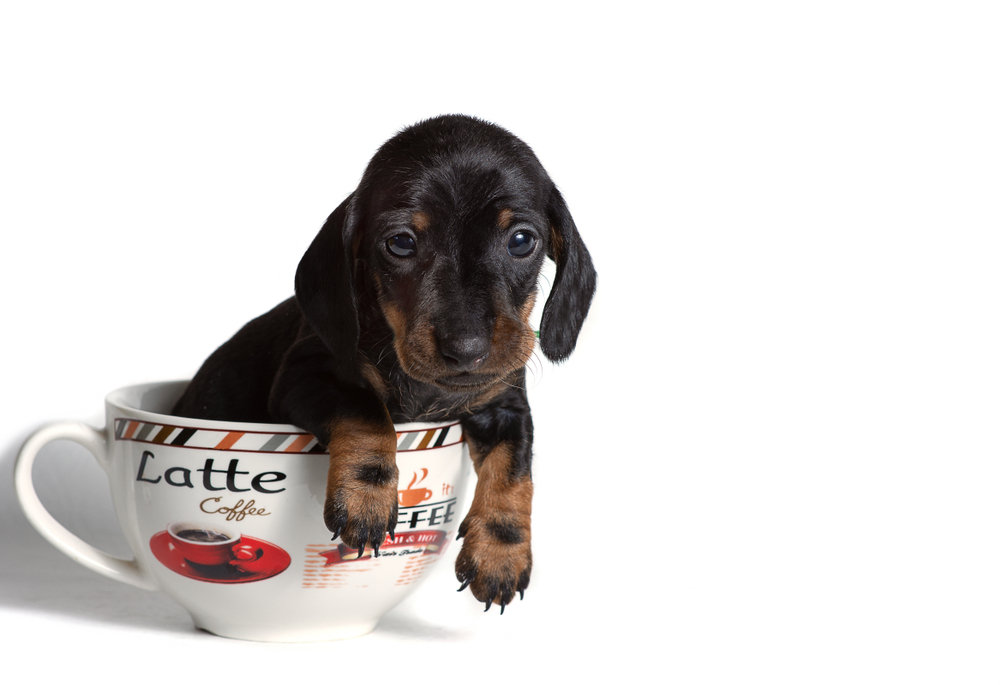 Teacup Dachshund: Do They Exist? Vet-Verified Facts & FAQ