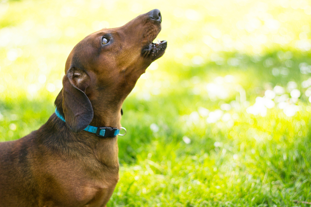 Dachshund howling