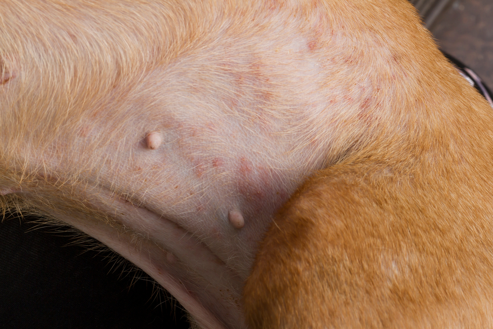 Dog Allergy