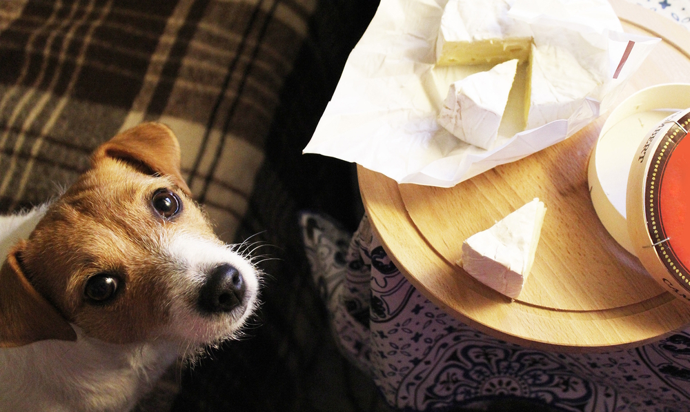 Why Dogs Love Cheese - And How to Pay the Cheese Tax Safely