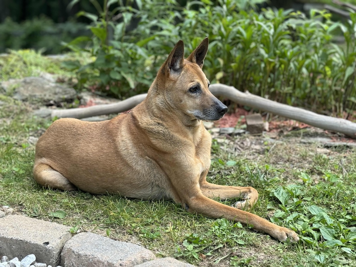 How Jelly Became a Velcro Dog in Her Old Age