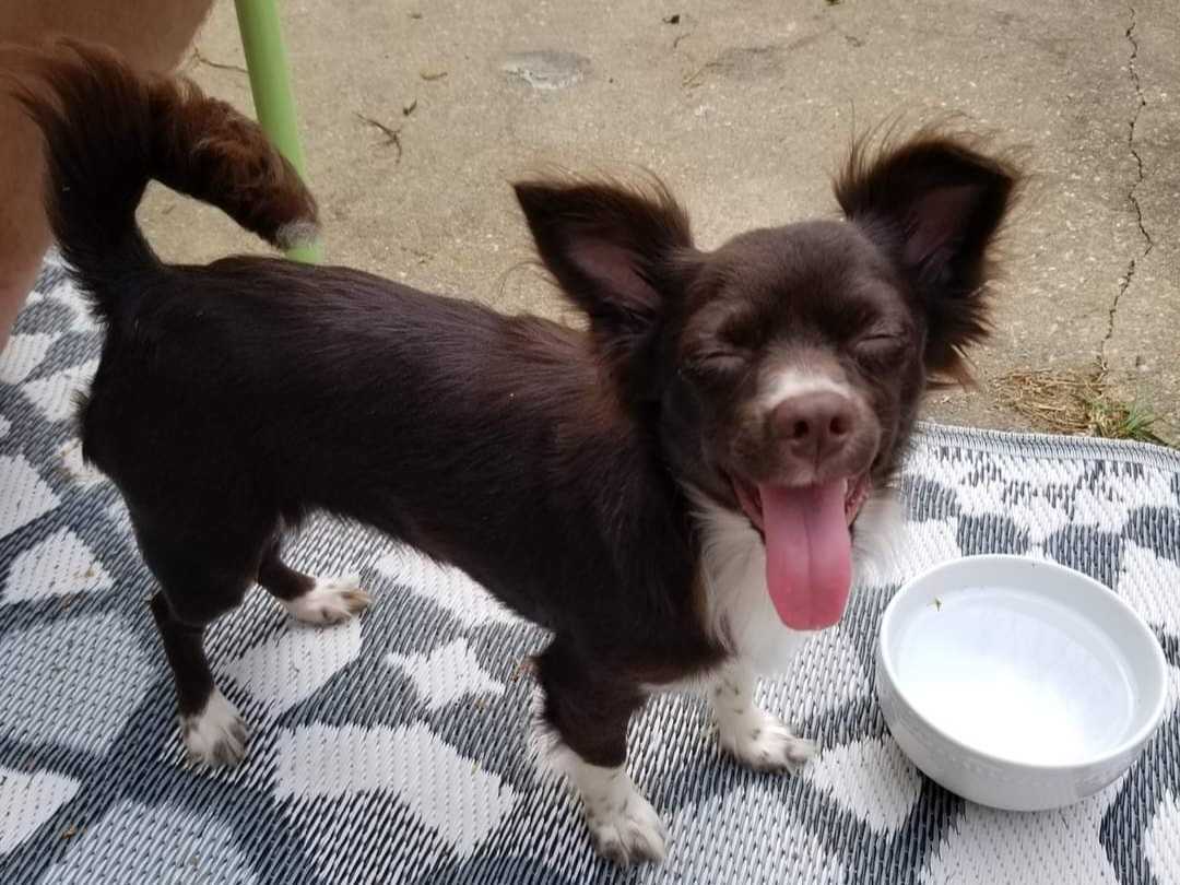 Why Penny Is (Almost) Like My Second Child