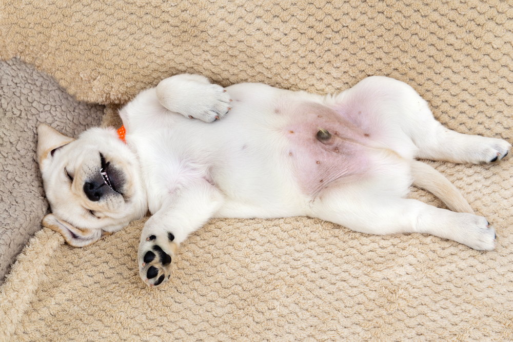 Why Do Male Dogs Have Nipples? Vet-Verified Facts & Possible Issues