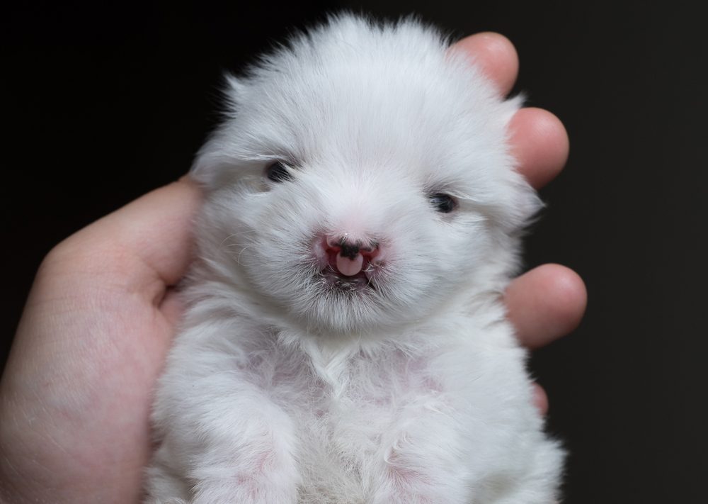 Maltese puppy with a cleft lip and palate