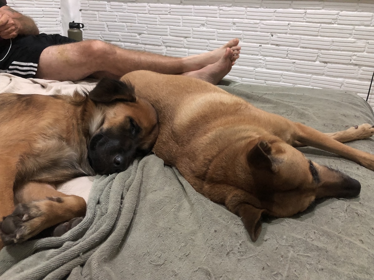 Snip Snip: Manic Gets Neutered
