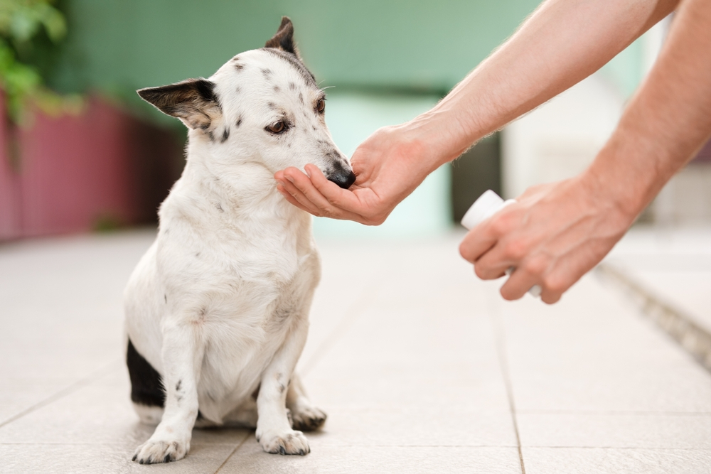 10 Best Dog Supplements In 2026 - Reviews & Top Picks