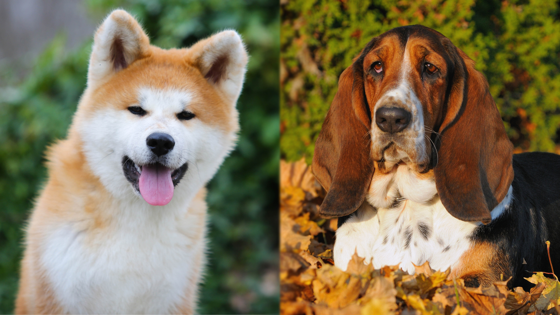 Parent Breeds of Akita Basset