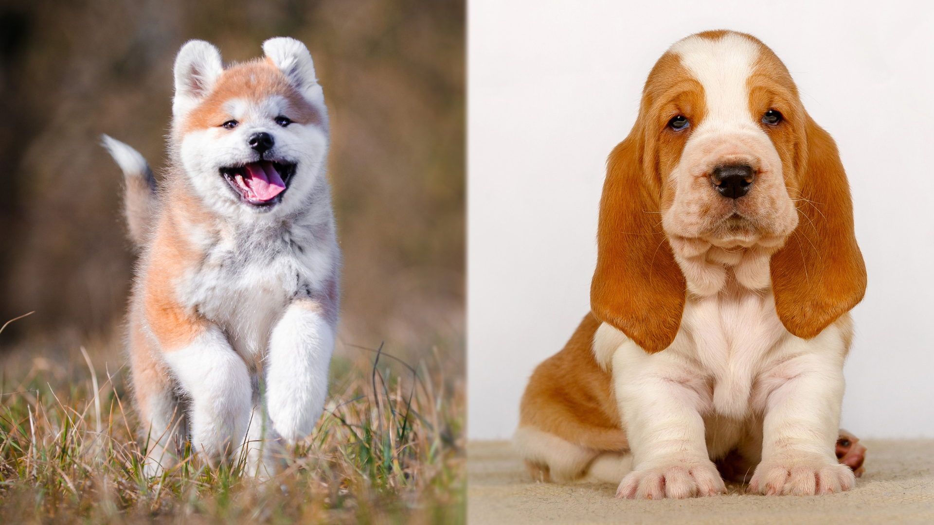 Parent Breeds of Akita Basset puppy