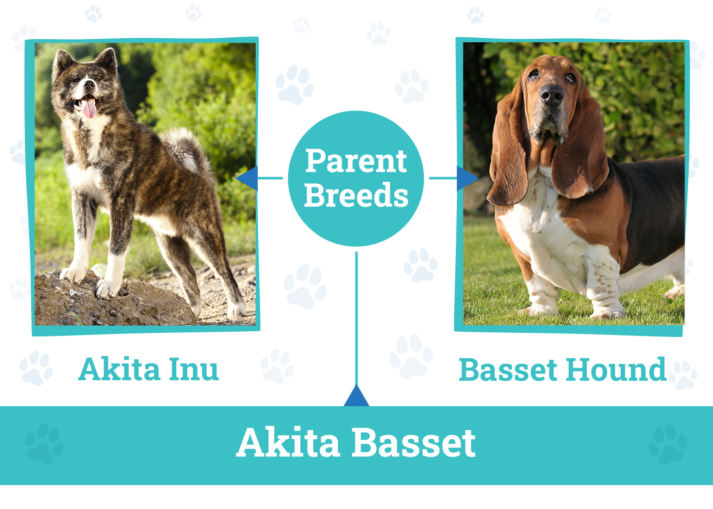 Parent Breeds of Akita Basset