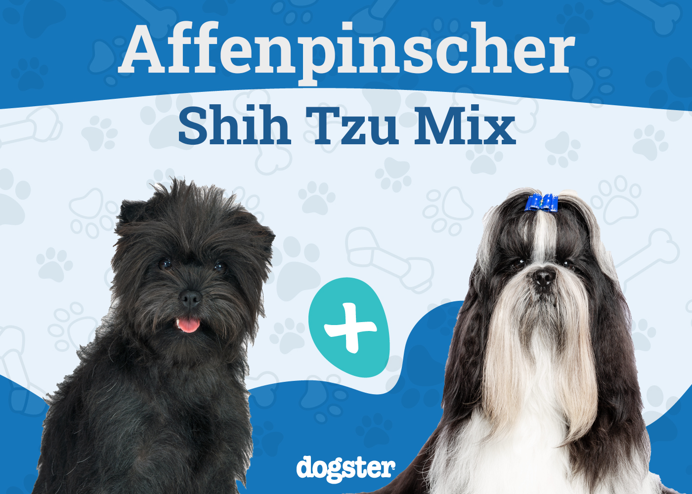 Affen Tzu Dog Breed: Info, Pictures, Care & More