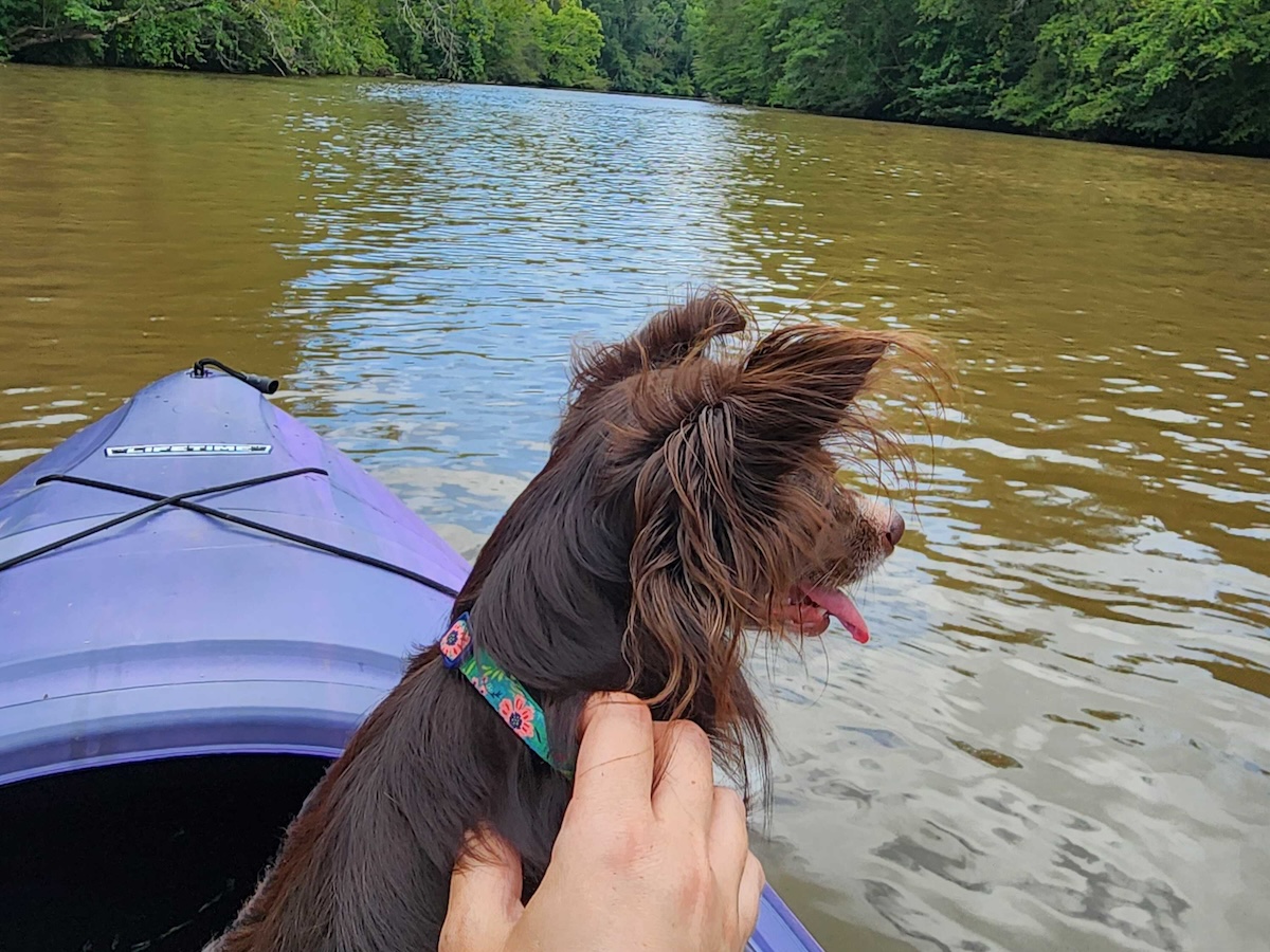 Penny’s Kayaking Adventure: Why I Take Her With Me