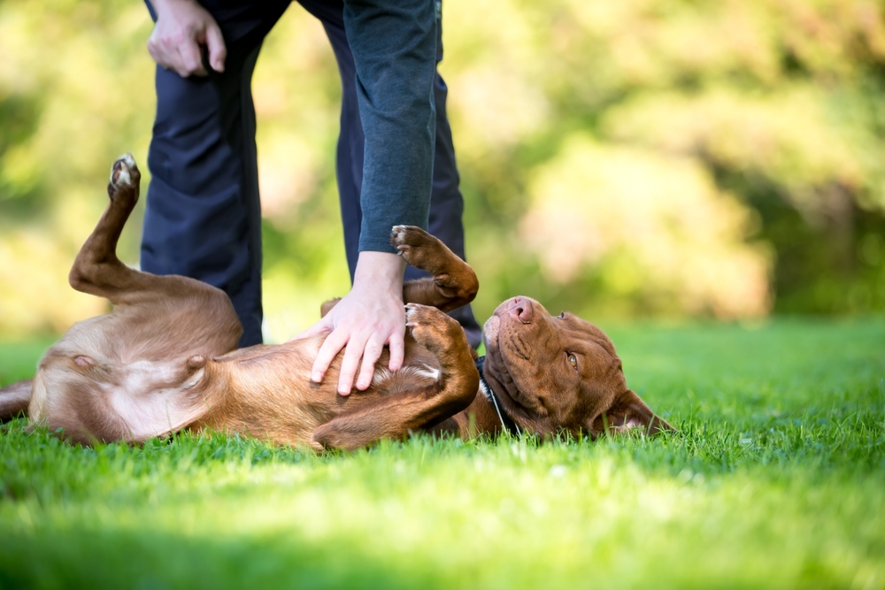 Pitbull Terrier getting belly rubbed in the park