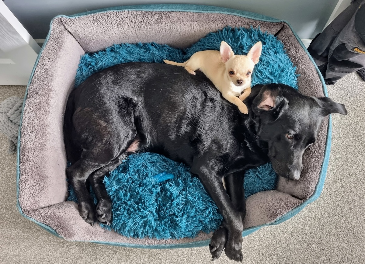 Poppy will occasionally slum it in a dog bed.