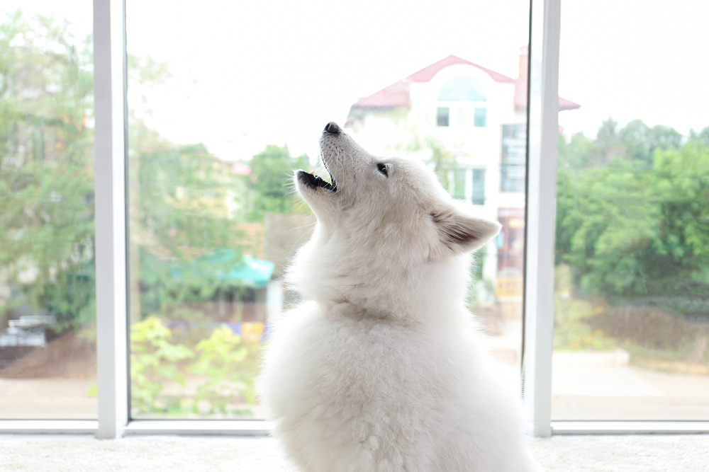 Why Do Dogs Howl When You Howl? 5 Common Reasons