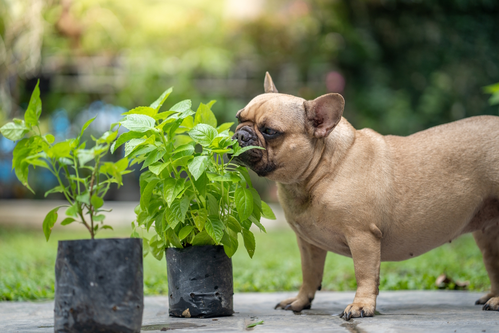 Why Do Dogs Eat Leaves? Vet-Verified Reasons & Risks