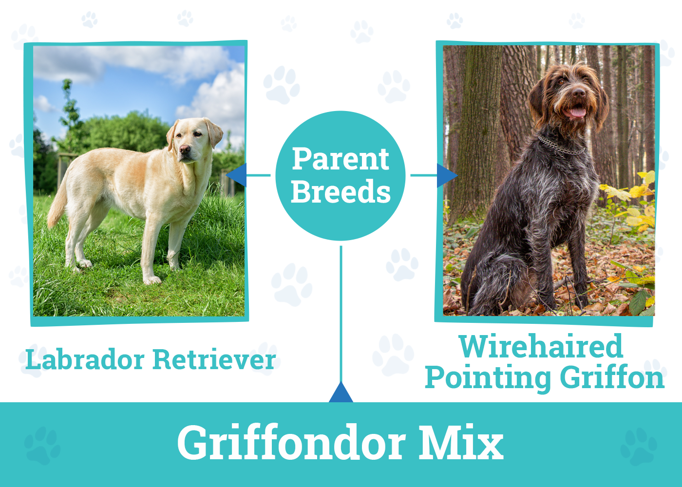 The Parent Breed of Griffondor Mix
