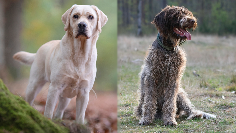 Griffondor: Breed Info, Pictures, Temperament & Traits