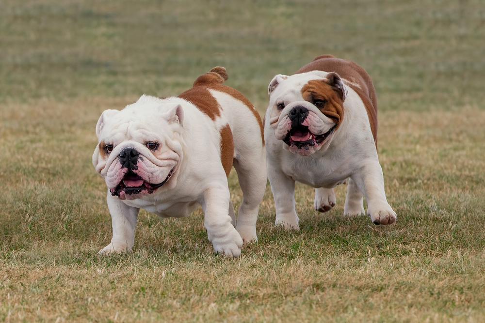 How Big Do English Bulldogs Get? Average Weight & Growth Chart