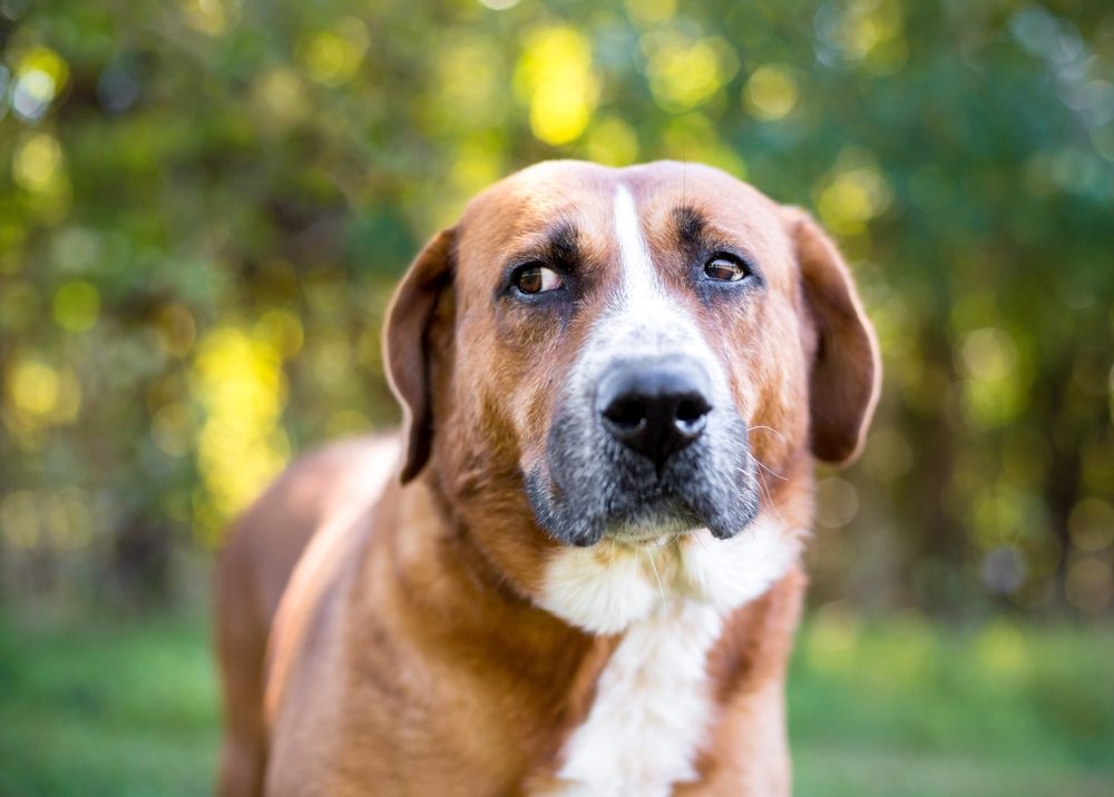 7 Signs a Dog Is Uncomfortable & How to Help (Vet-Reviewed)