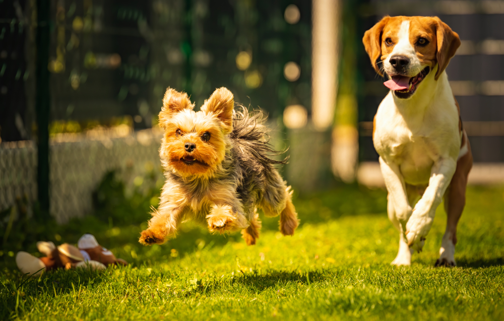 Yorkshire Terrier dog and beagle dog chese each other playing in backyard