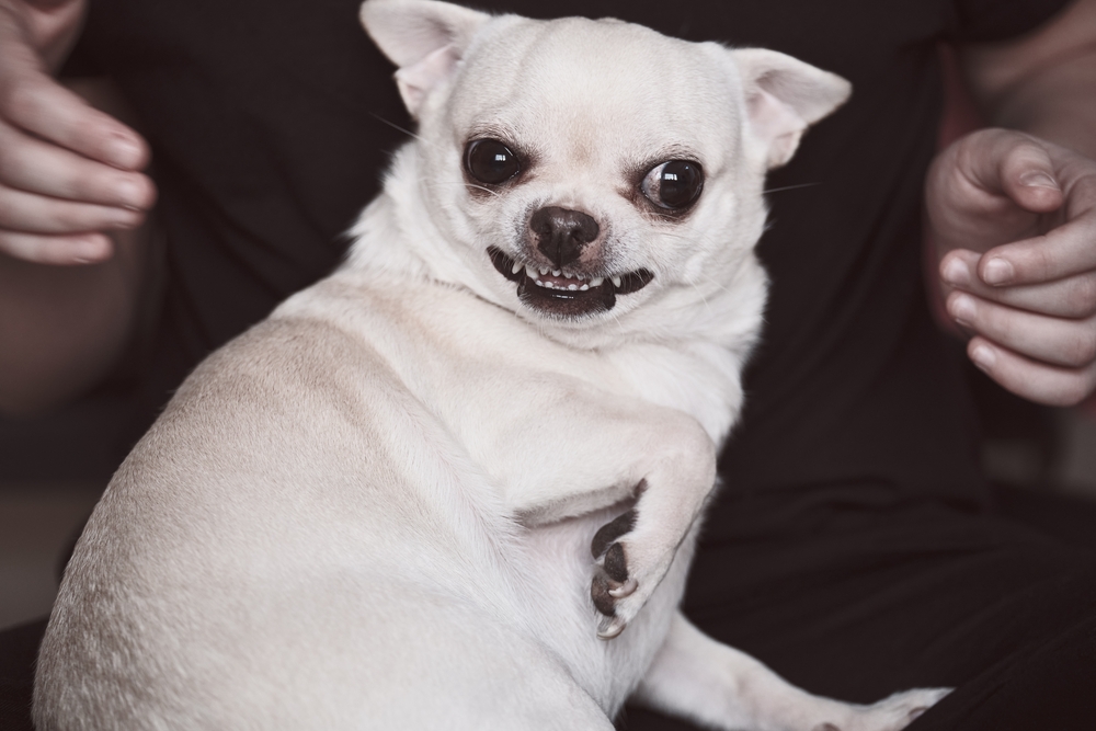 angry dog growling