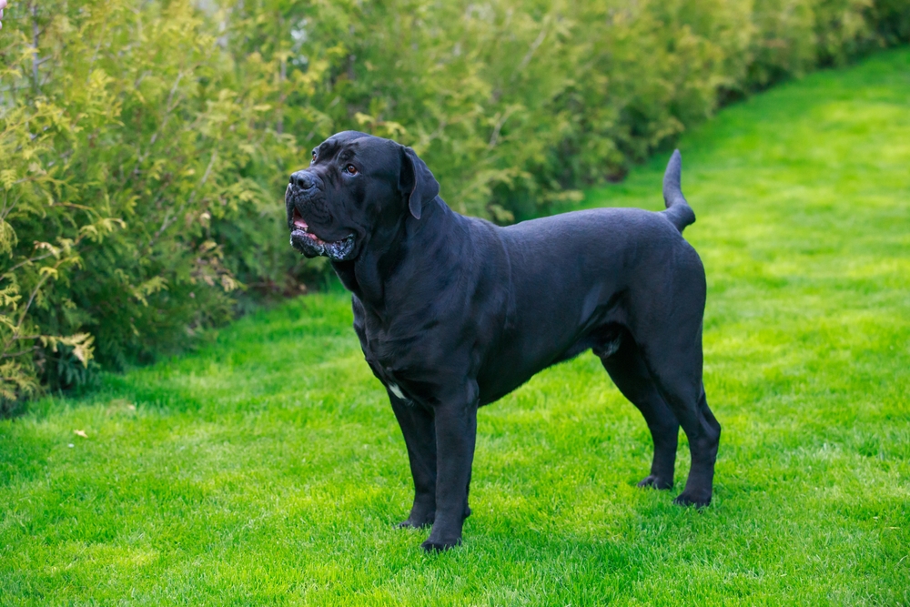 beautiful large dog of breed cane corso