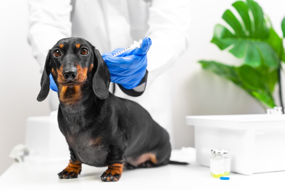 Lepto Vaccine for Dogs: What to Know & Side Effects (Vet Answer)
