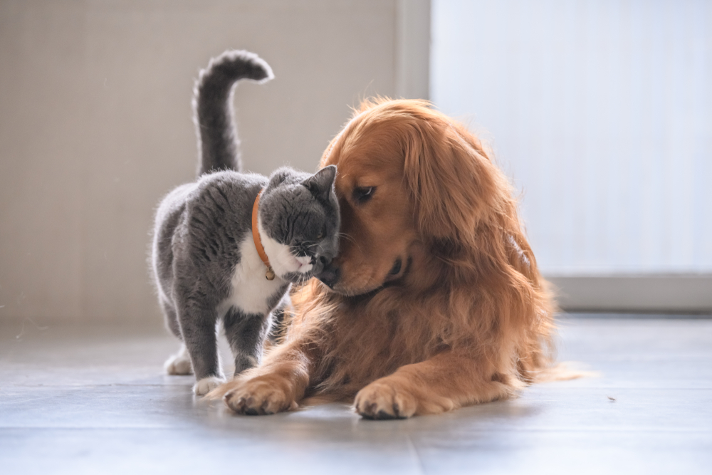Why Do Dogs Hate Cats? Myths vs. Vet-Verified Facts