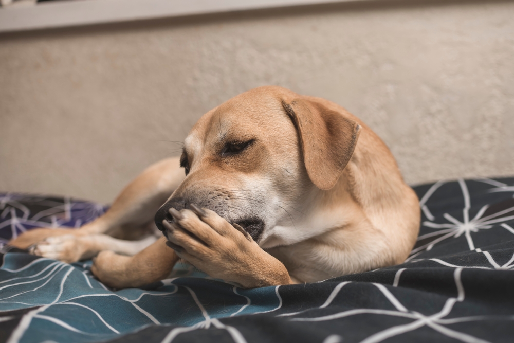 Why Do Dogs Lick Their Paws? 9 Vet-Verified Reasons